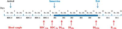 DI-5-Cuffs: Bone Remodelling and Associated Metabolism Markers in Humans After Five Days of Dry Immersion to Simulate Microgravity